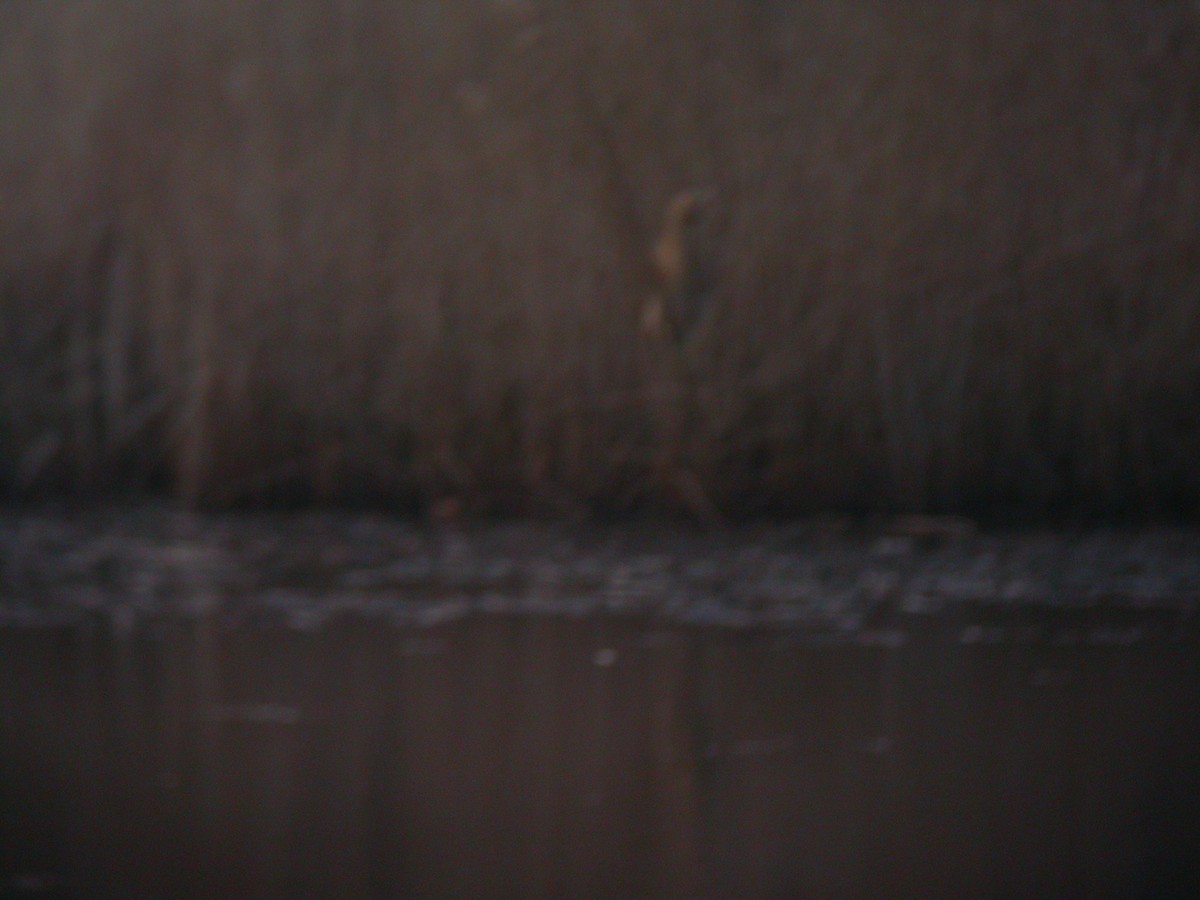 Great Bittern - ML314075851