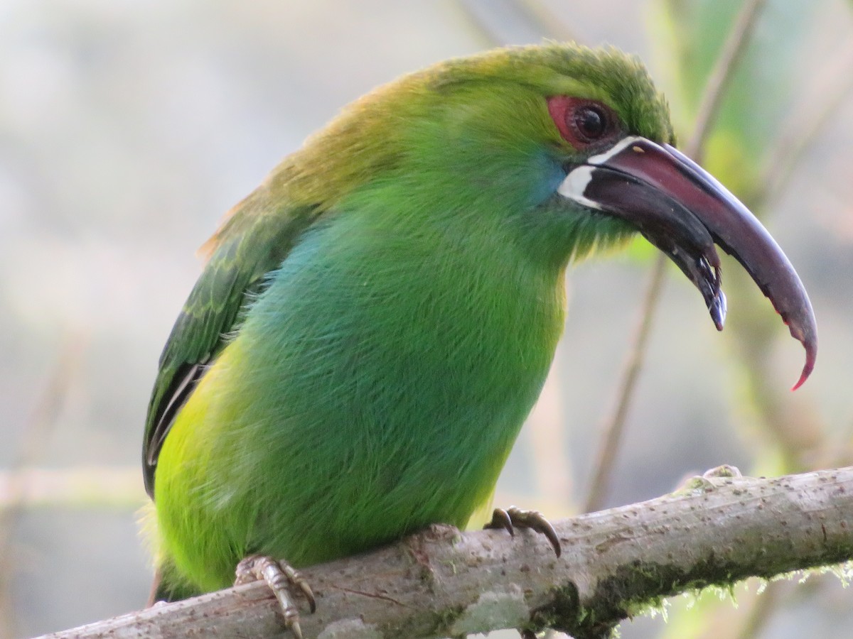 Crimson-rumped Toucanet - Stephanie Parker