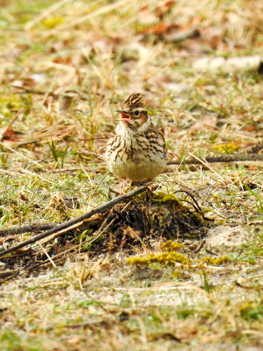 Wood Lark - ML314077021