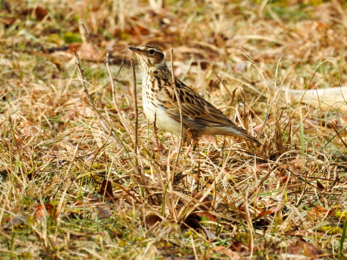 Wood Lark - ML314077091