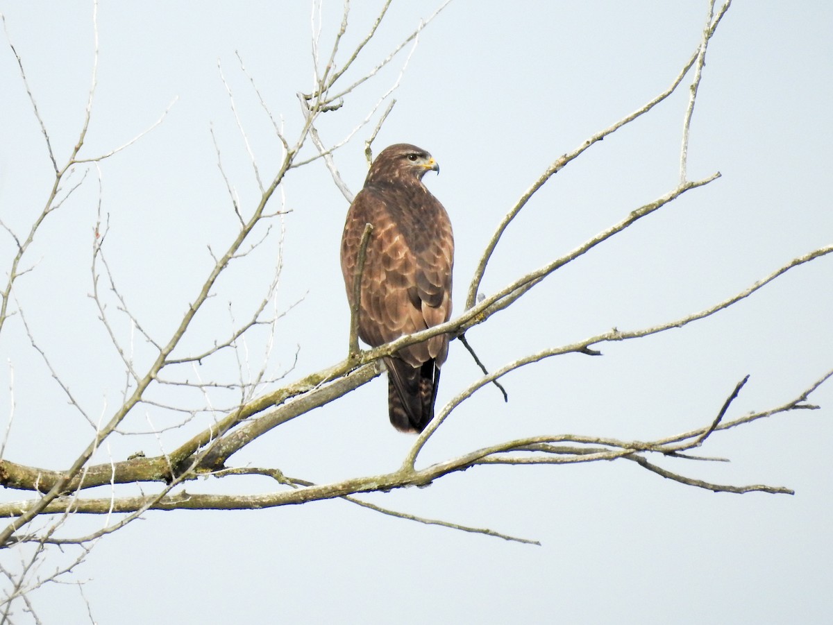 Common Buzzard - ML314077111