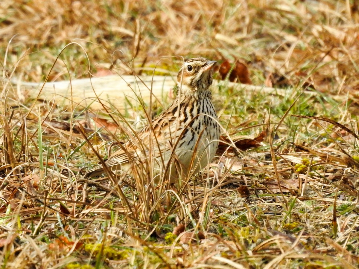 Wood Lark - ML314077231