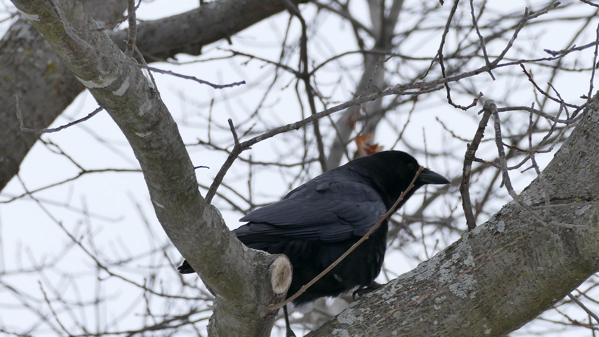 American Crow - ML314077311