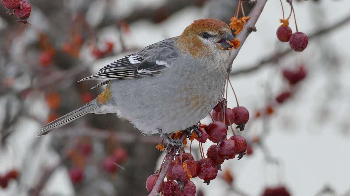 Pine Grosbeak (Taiga) - ML314077641