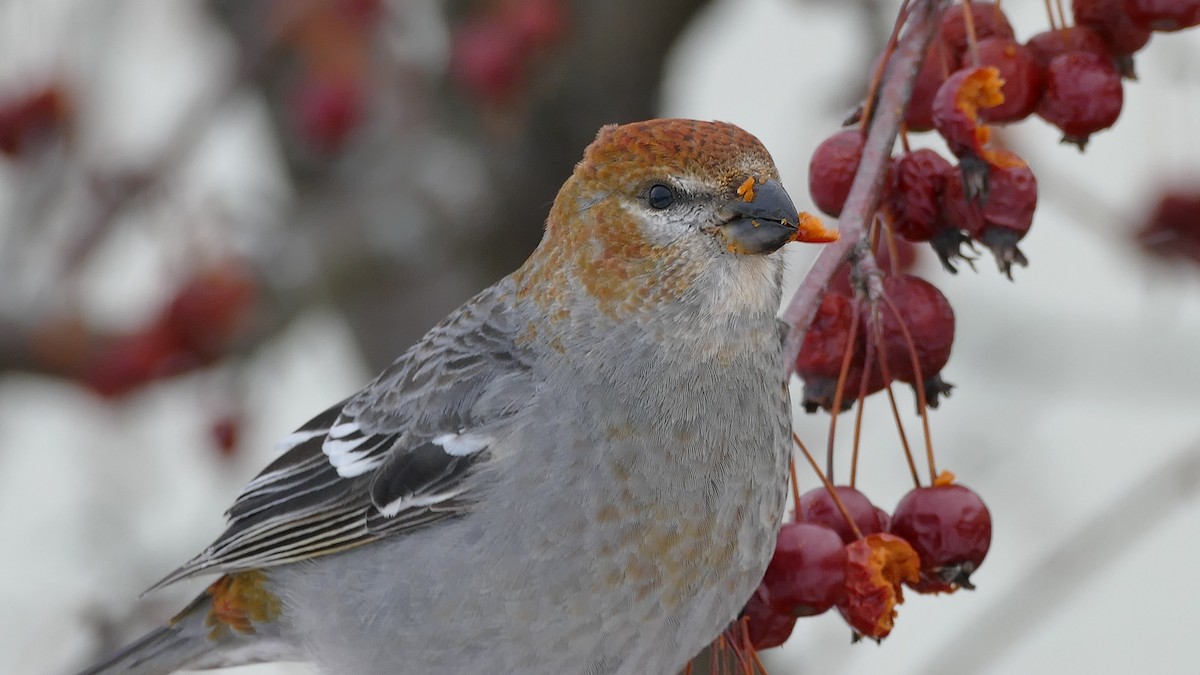 Pine Grosbeak (Taiga) - ML314077731