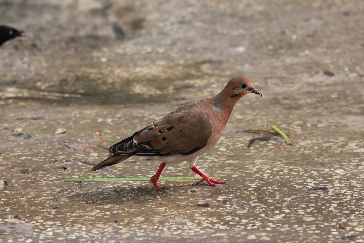 Zenaida Dove - ML314077781