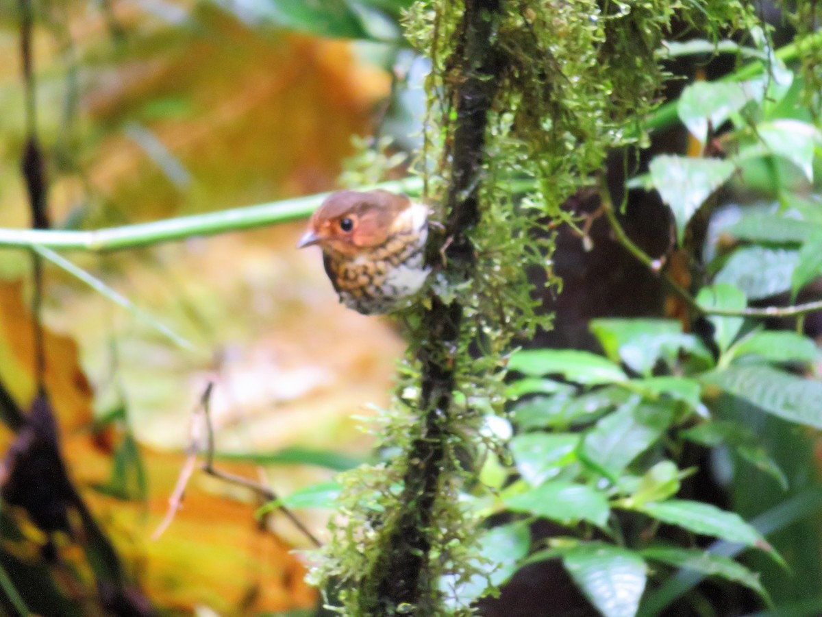 Ochre-breasted Antpitta - Stephanie Parker