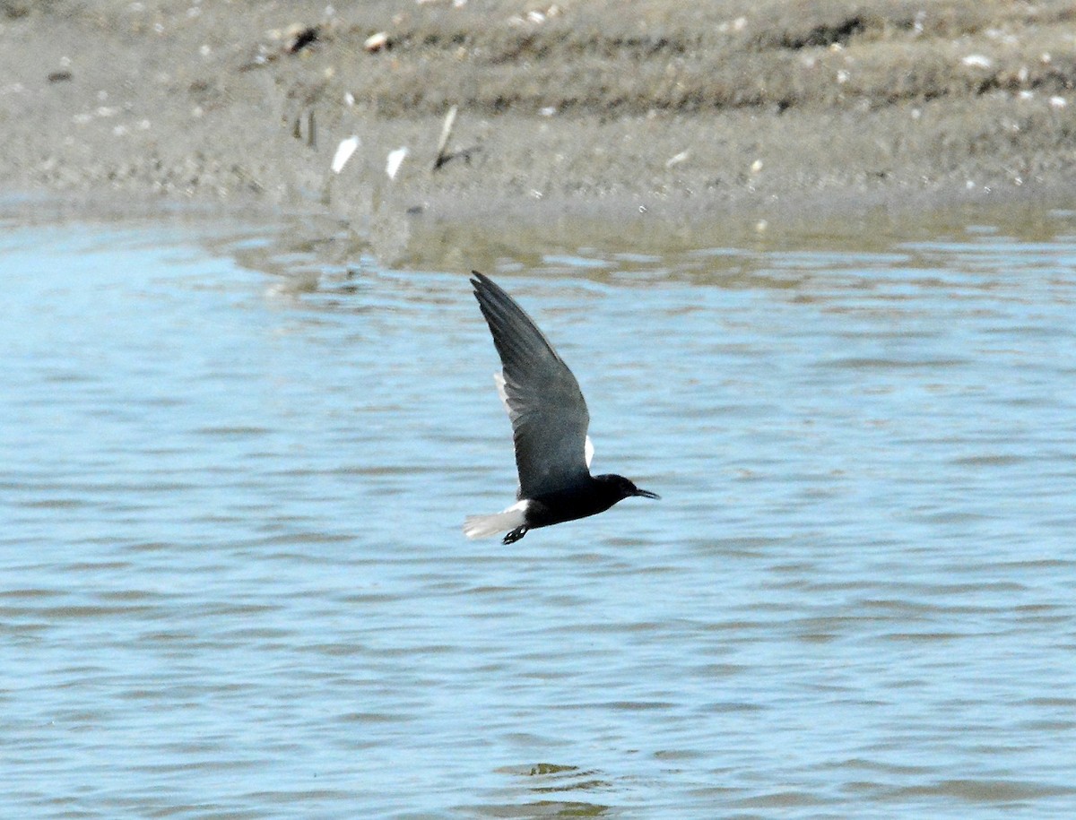 Black Tern - Bill Williams