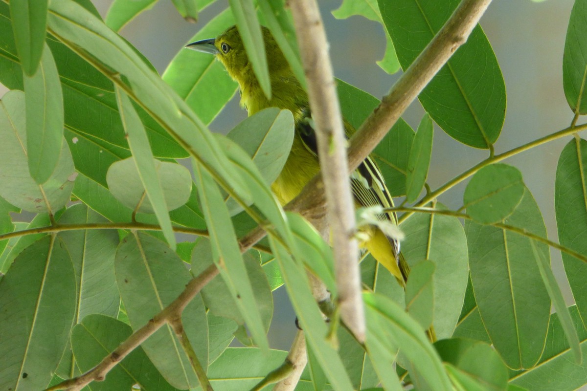 Common Iora - ML314078851