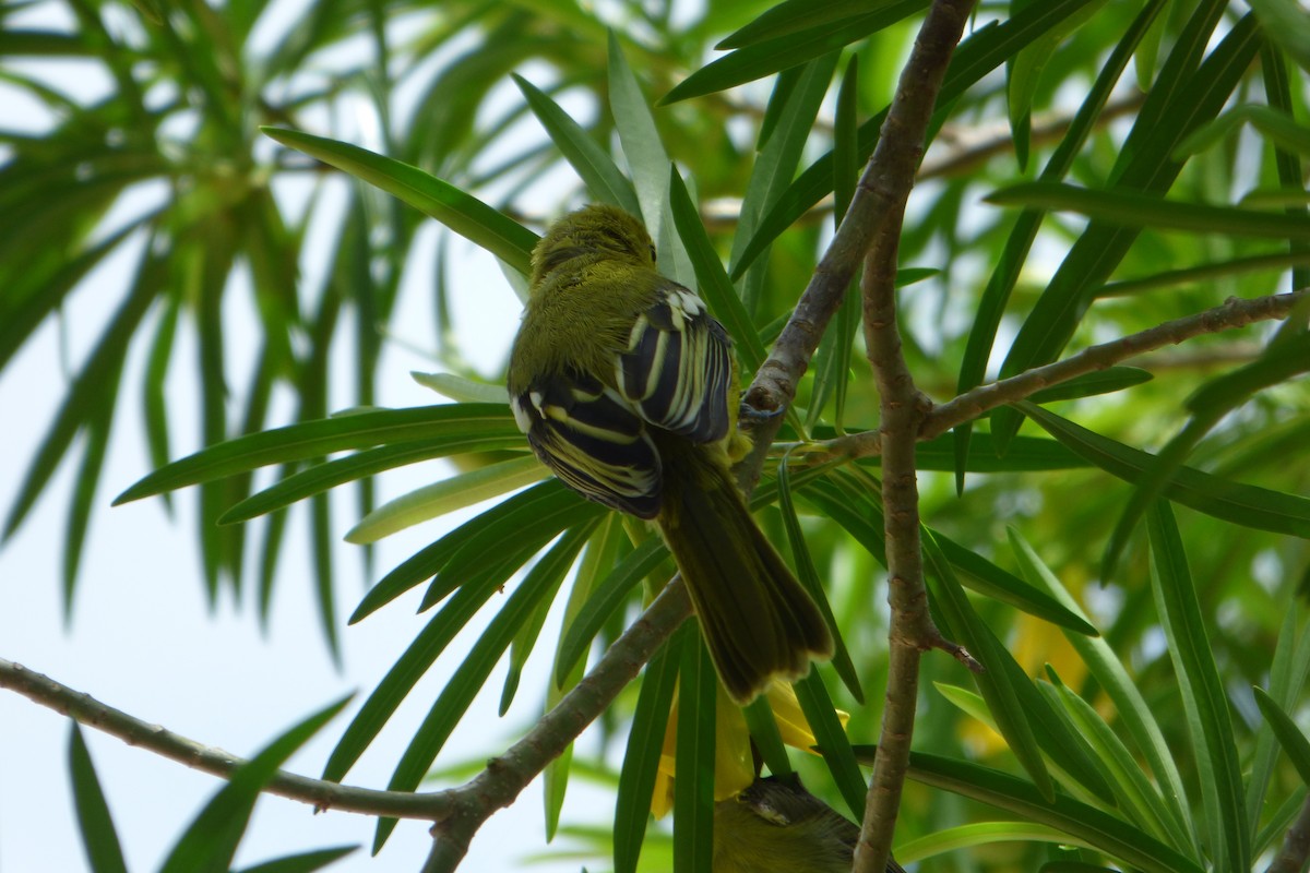 Common Iora - ML314078861