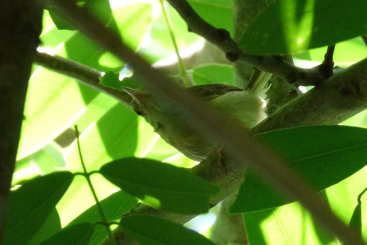 Common Tailorbird - ML314078941