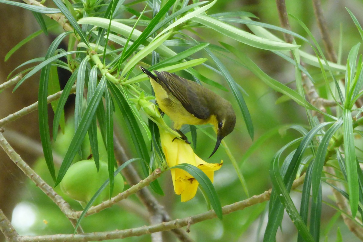 Ornate Sunbird - ML314079271