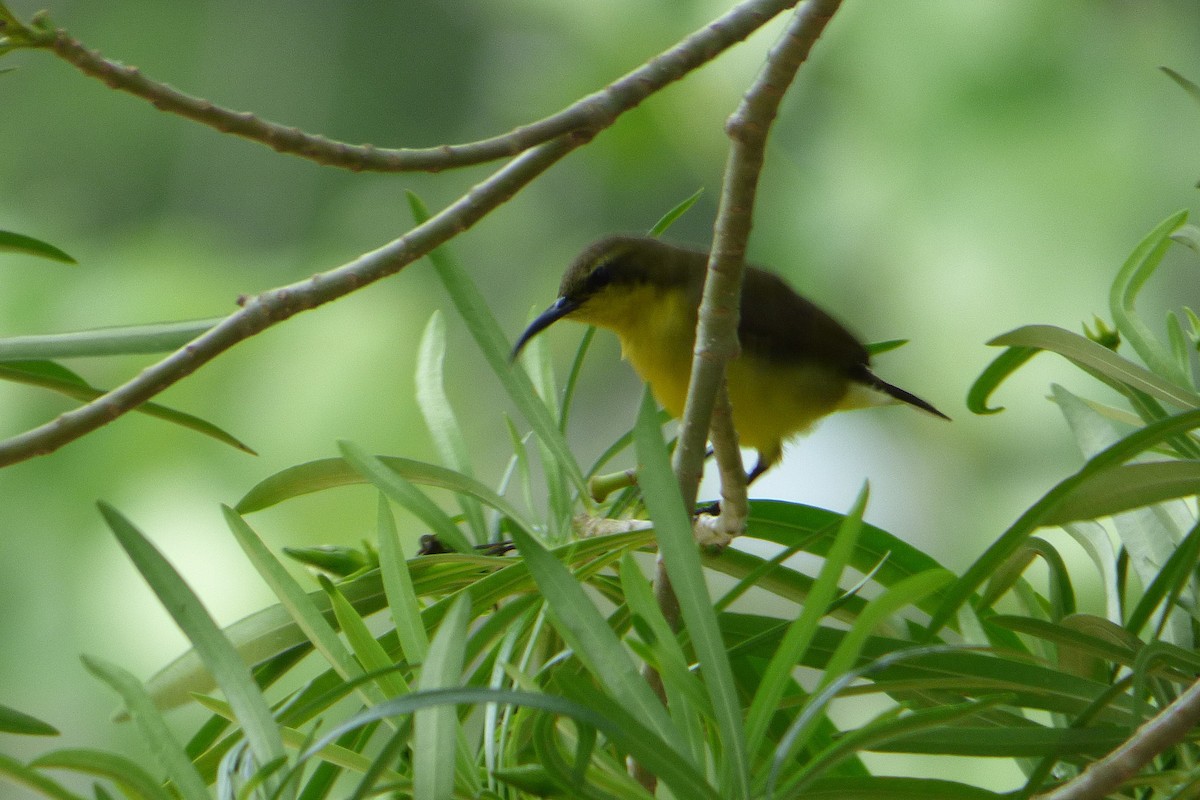 Ornate Sunbird - ML314079291