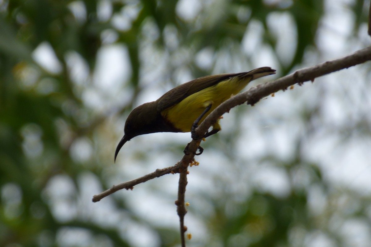 Ornate Sunbird - ML314079411