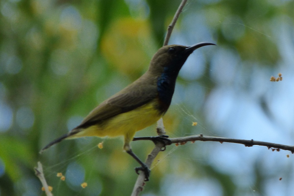 Ornate Sunbird - ML314079421