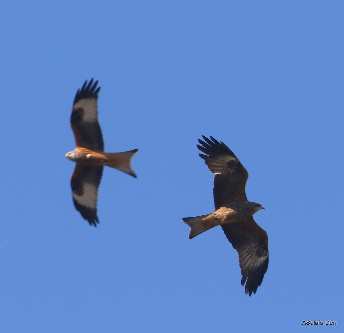 svartglente (migrans gr.) - ML314079681