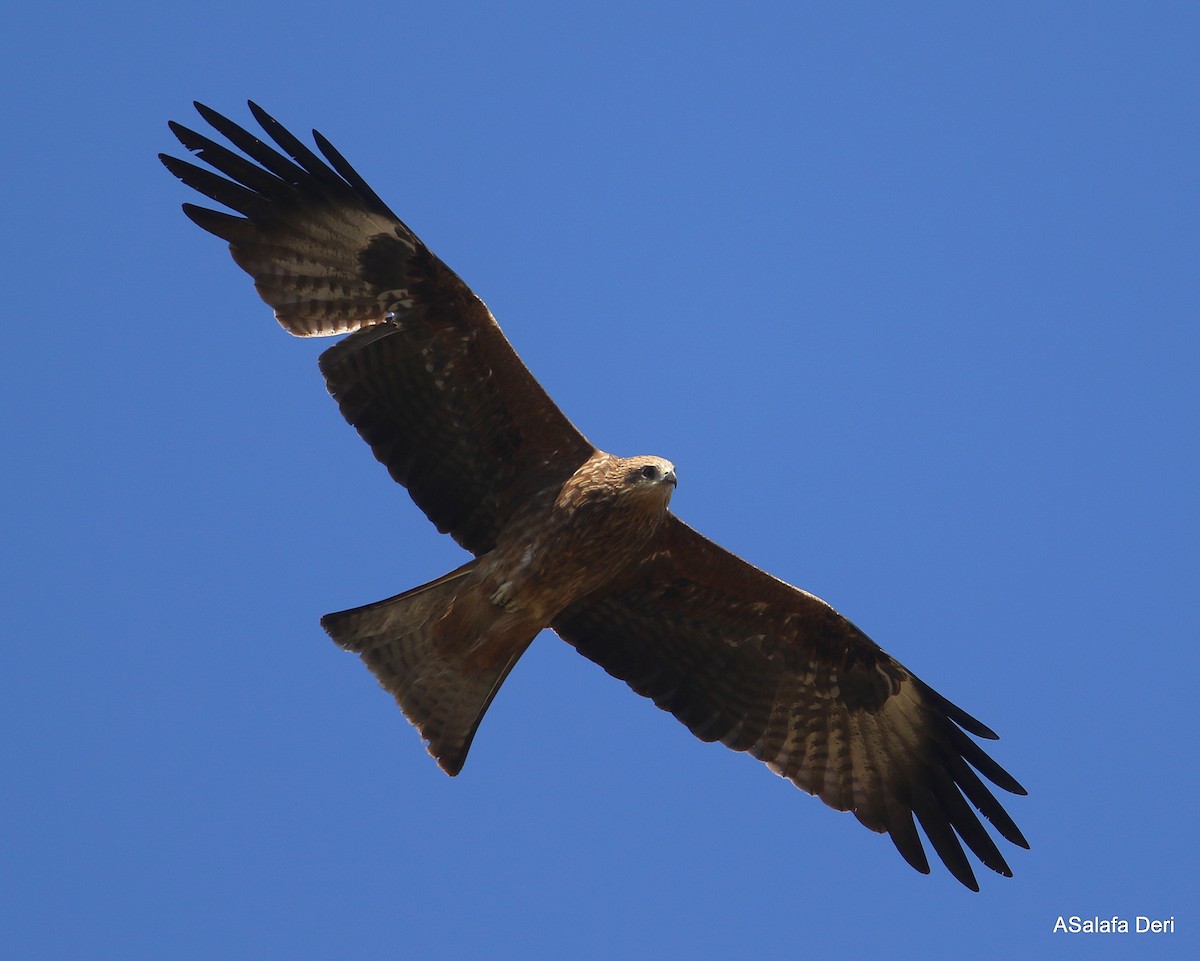 svartglente (migrans gr.) - ML314079701