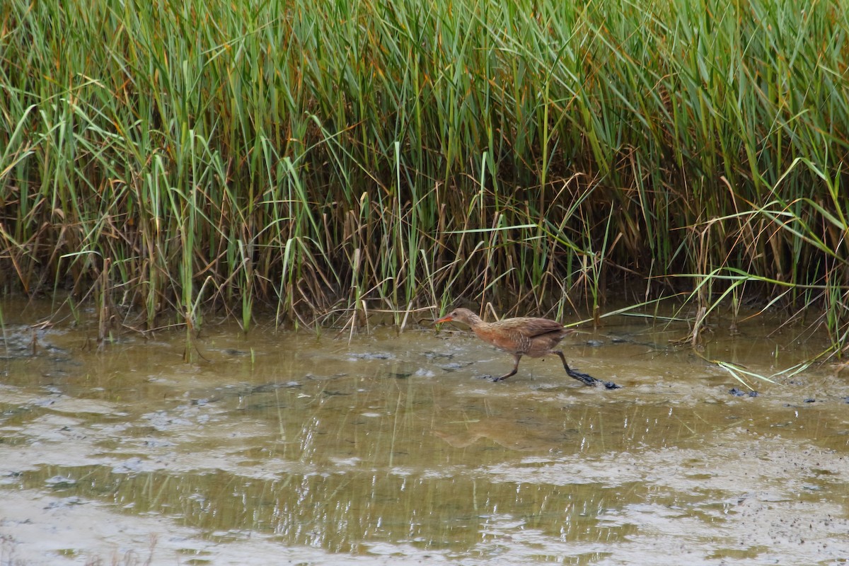 Ridgway's Rail - Shawn Miller