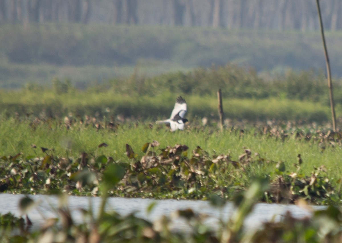 Pied Harrier - ML314079801