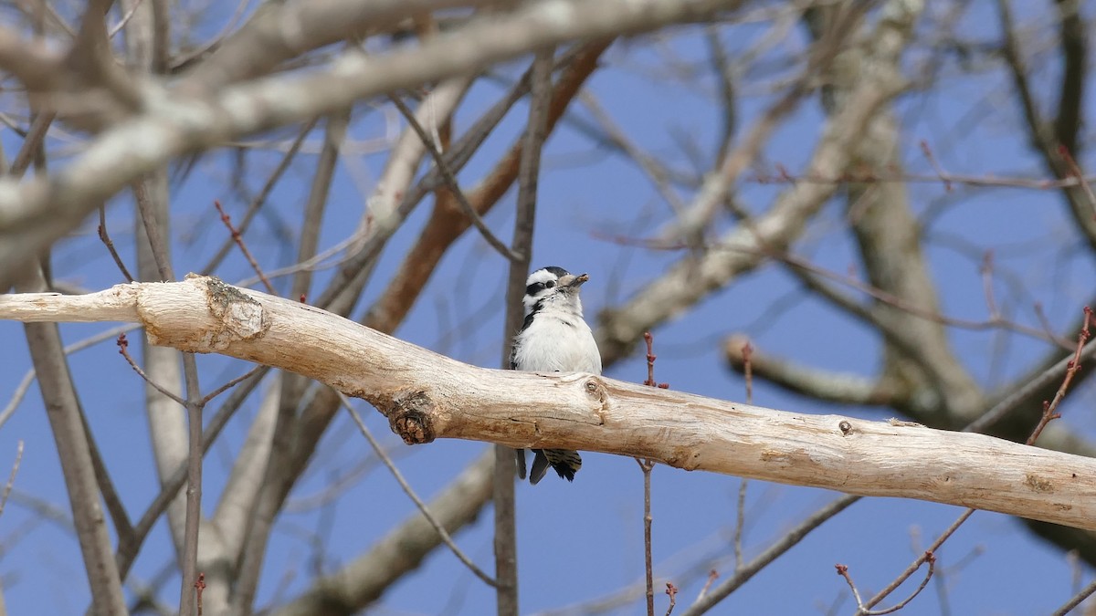 Downy Woodpecker (Eastern) - ML314079861