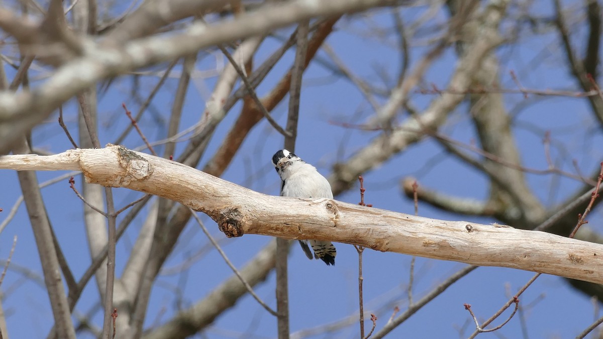 Downy Woodpecker (Eastern) - ML314079881