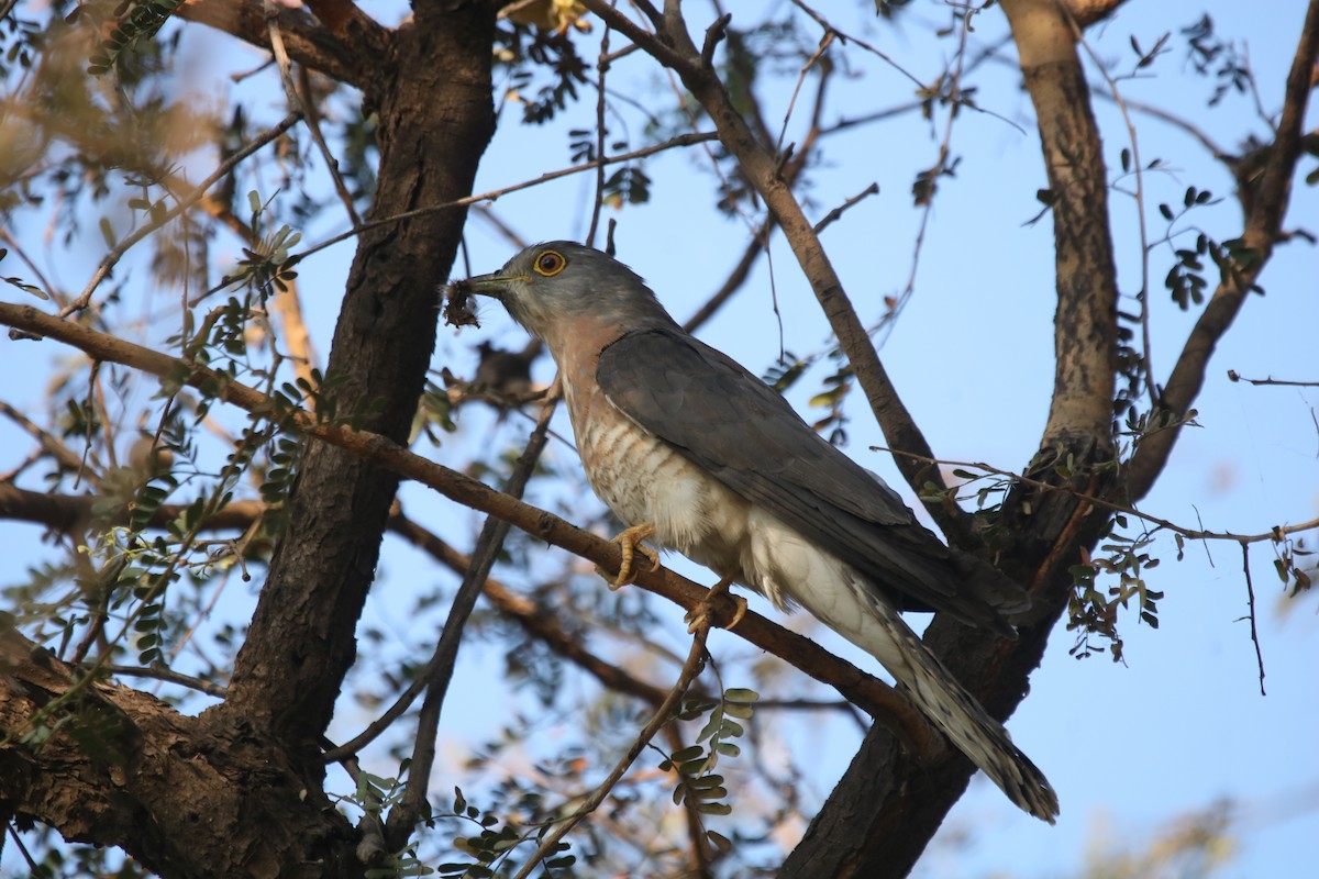 Common Hawk-Cuckoo - ML314080551