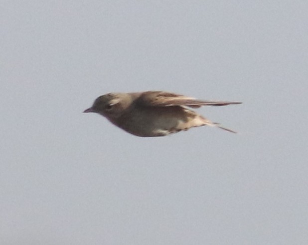 Richard's Pipit - ML314080821