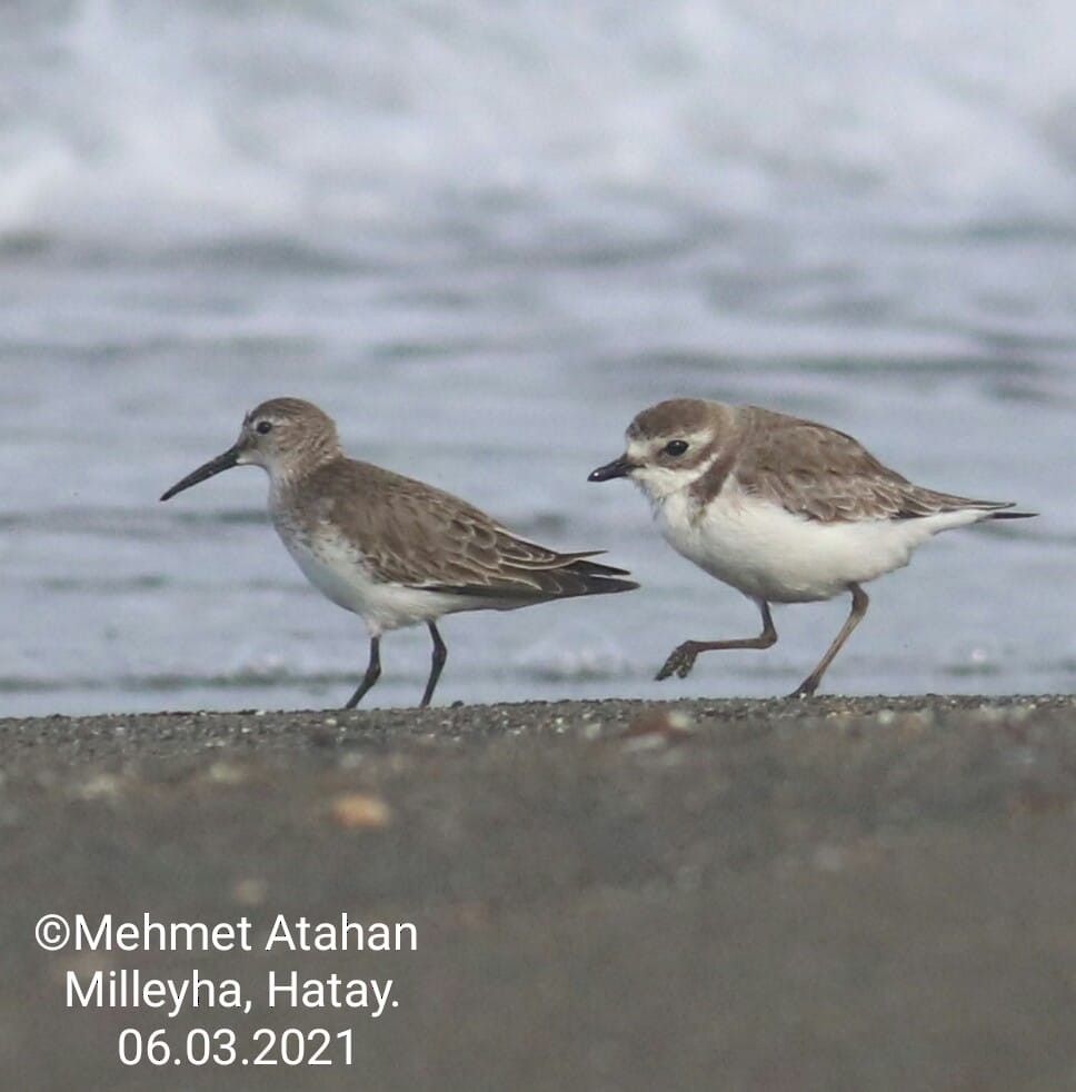 Tibetan Sand-Plover - ML314081621