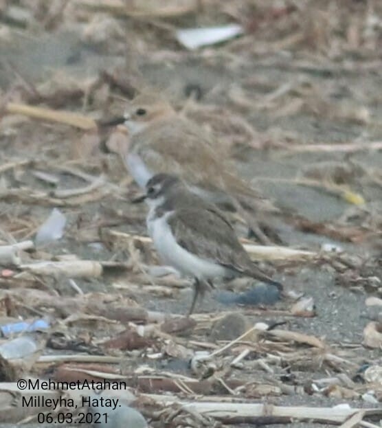 Tibetan Sand-Plover - ML314081631