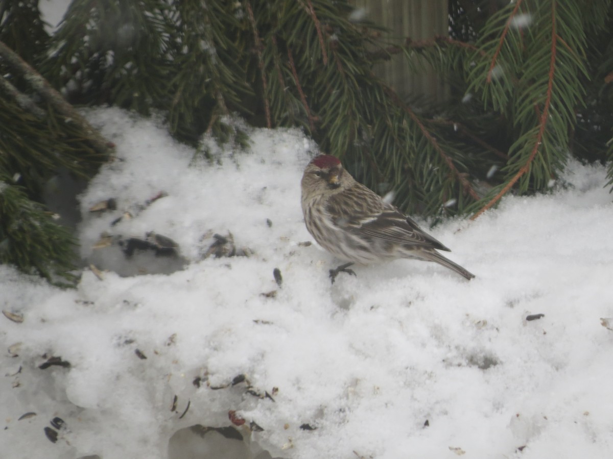 Common Redpoll - ML314082941