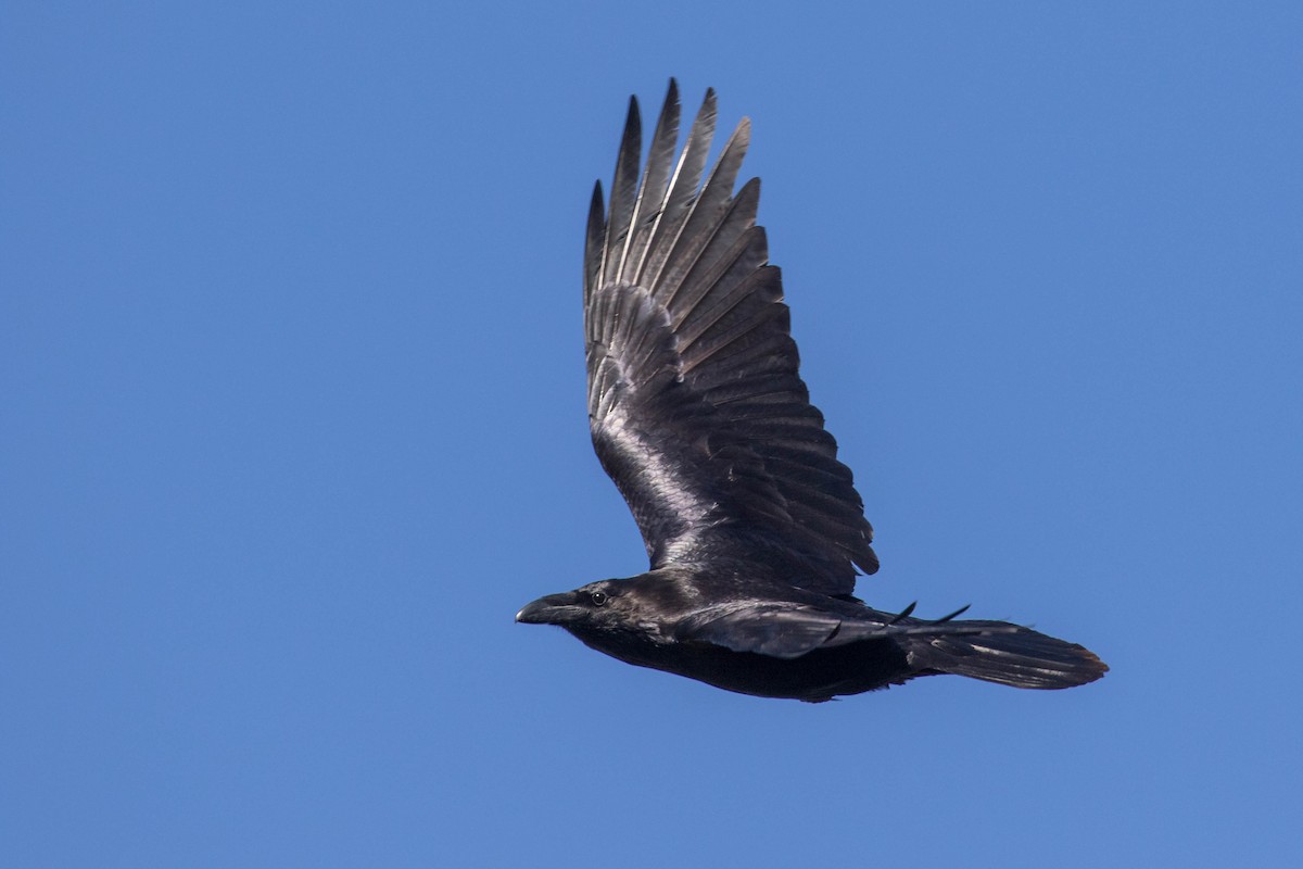 Common Raven - ML314083001