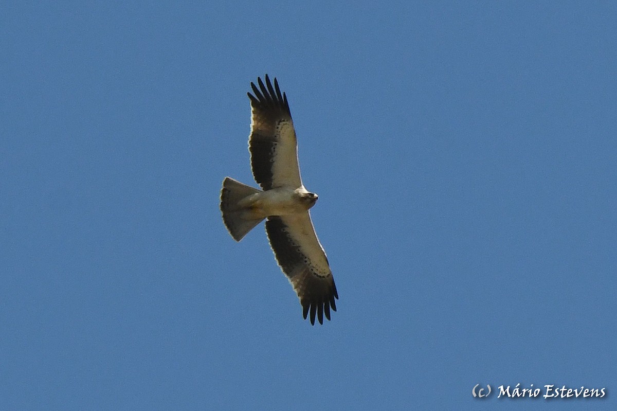 Booted Eagle - Mário Estevens