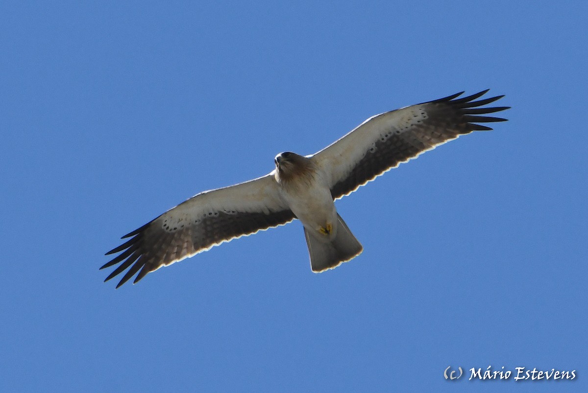 Booted Eagle - ML314087001