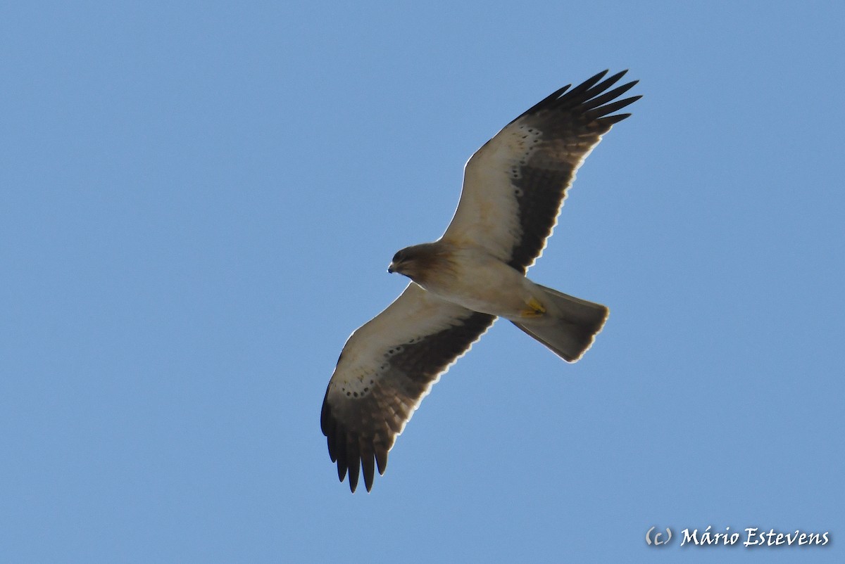 Booted Eagle - ML314087031