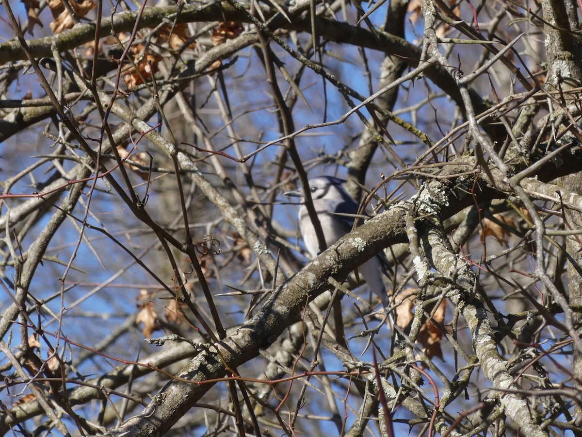 Blue Jay - ML314087291