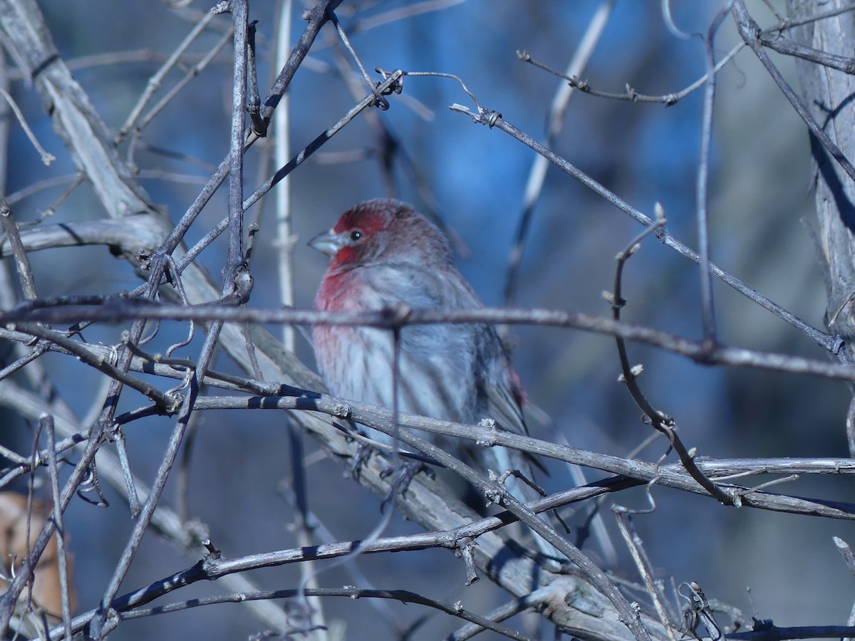 House Finch - ML314087411