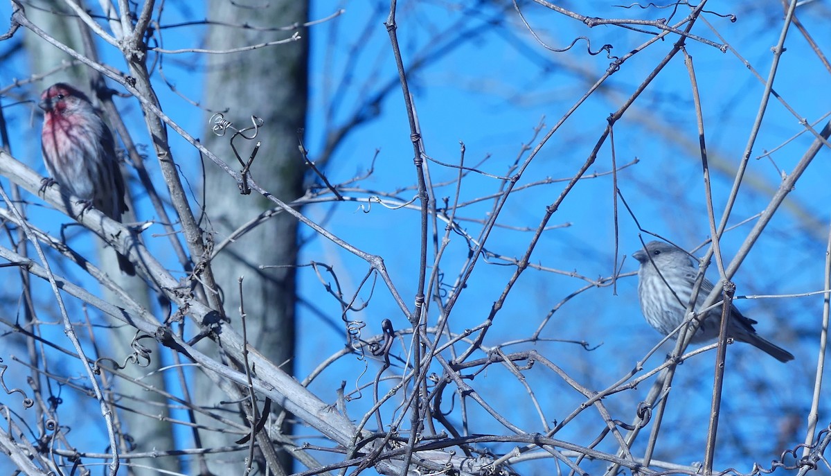 House Finch - ML314087501