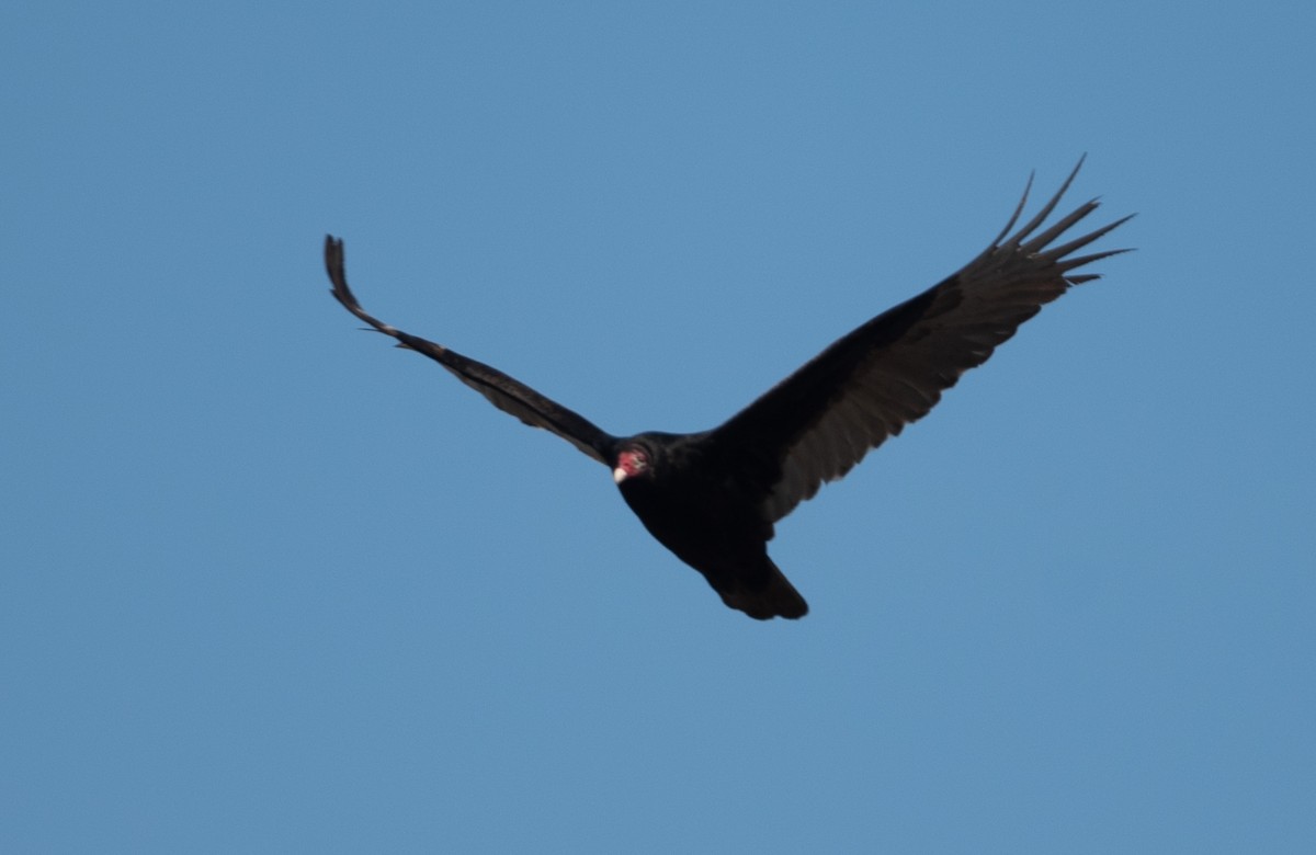 Turkey Vulture - ML314087641