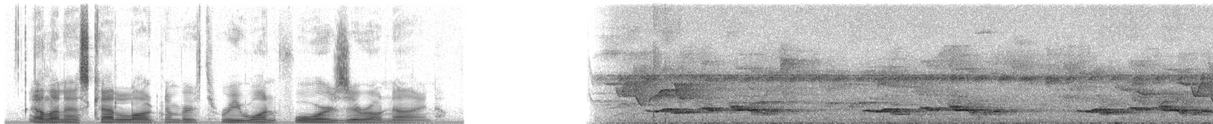 Spotted Wood-Quail - ML31409