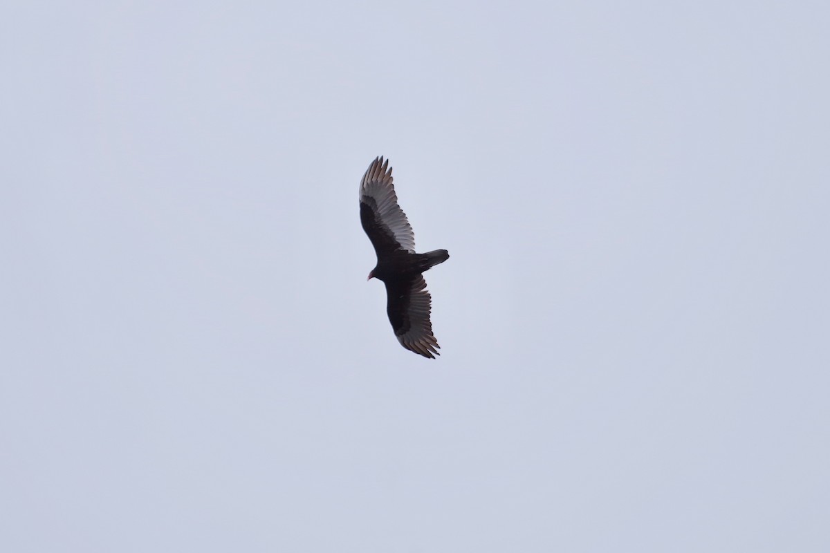 Turkey Vulture - ML314090261