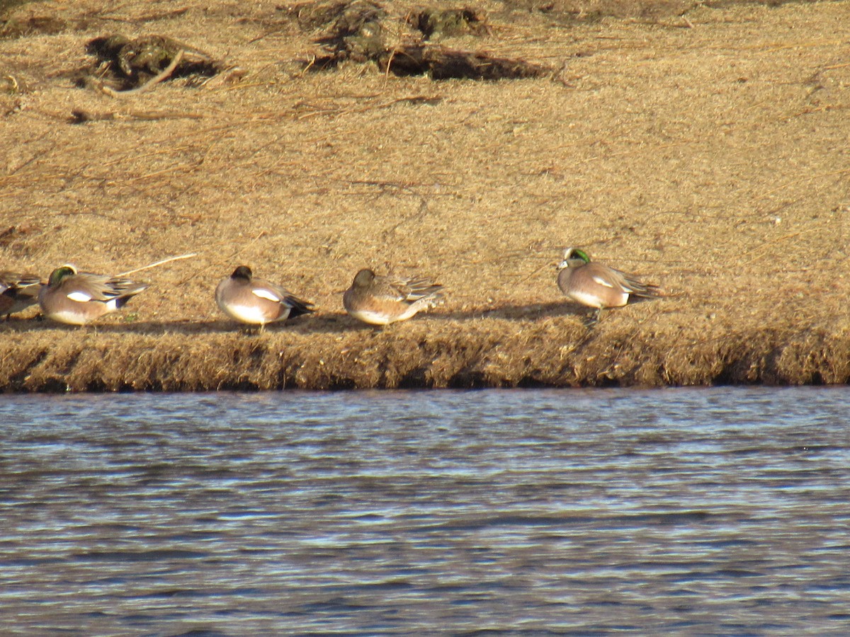 American Wigeon - ML314090671