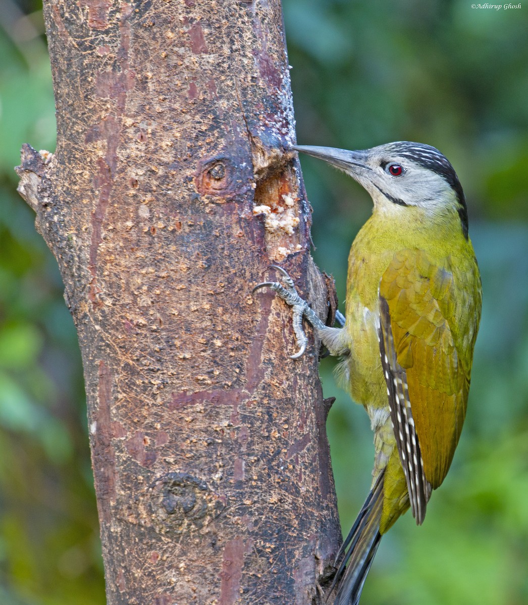 Gray-headed Woodpecker - Adhirup Ghosh