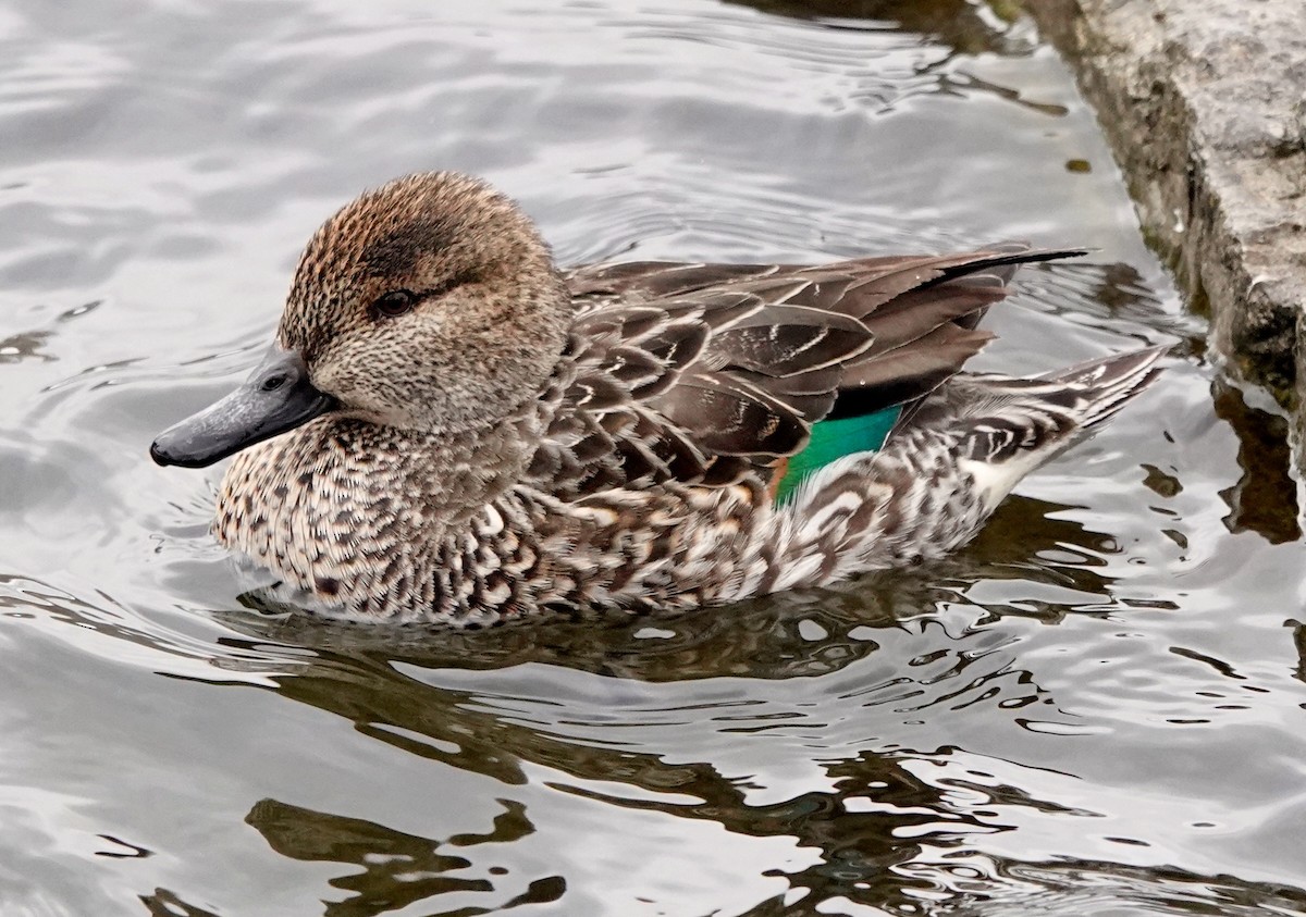 Green-winged Teal - ML314096261