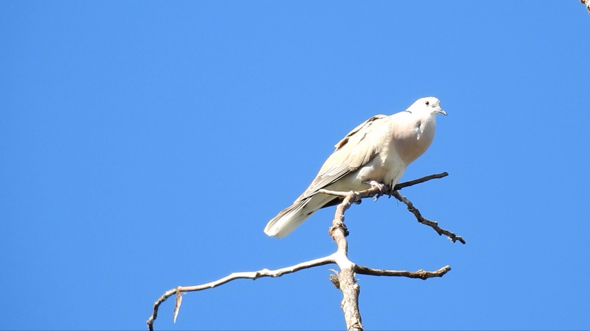 African Collared-Dove - ML31409741