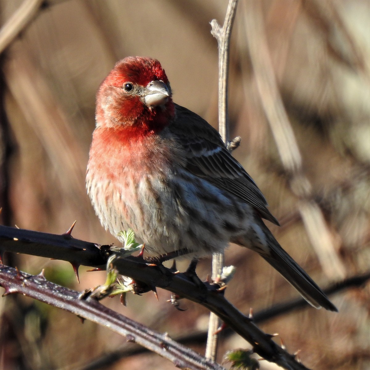 House Finch - ML314098041