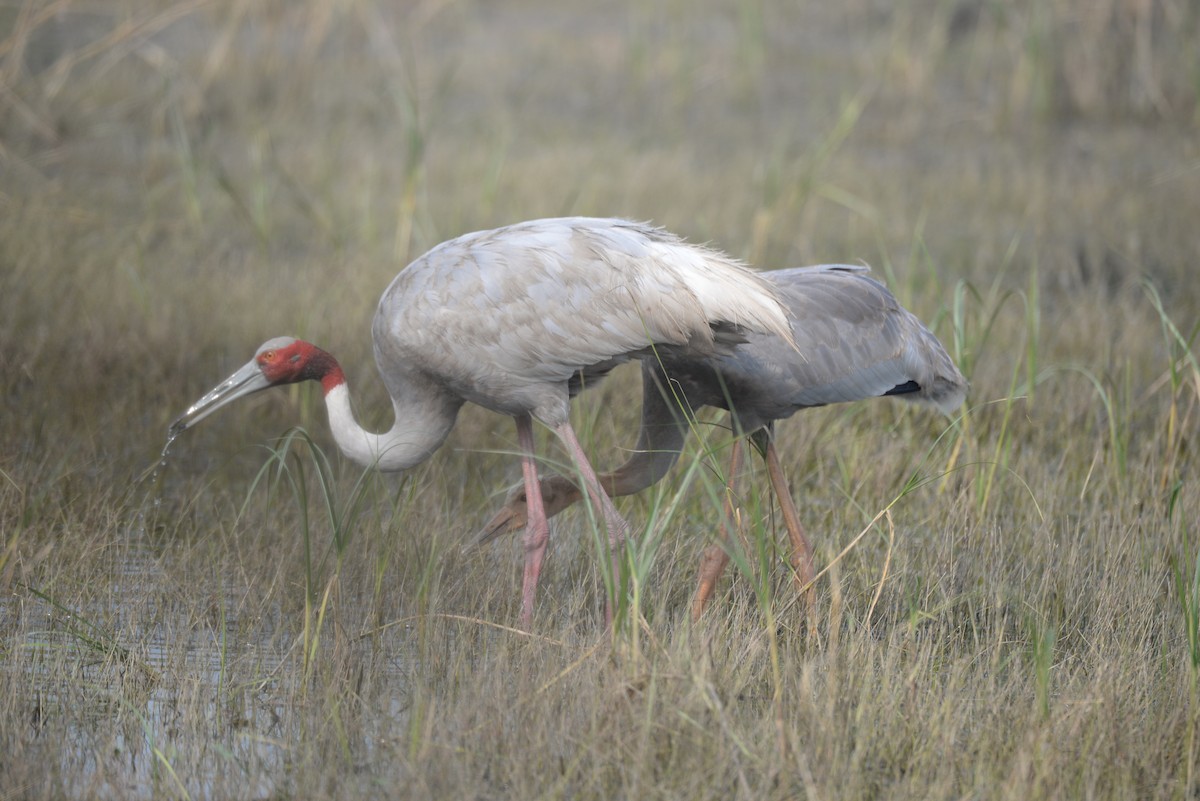 Sarus Crane - Rafael Hermosilla Ortega