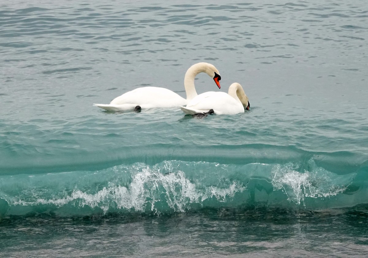 Mute Swan - ML314098751