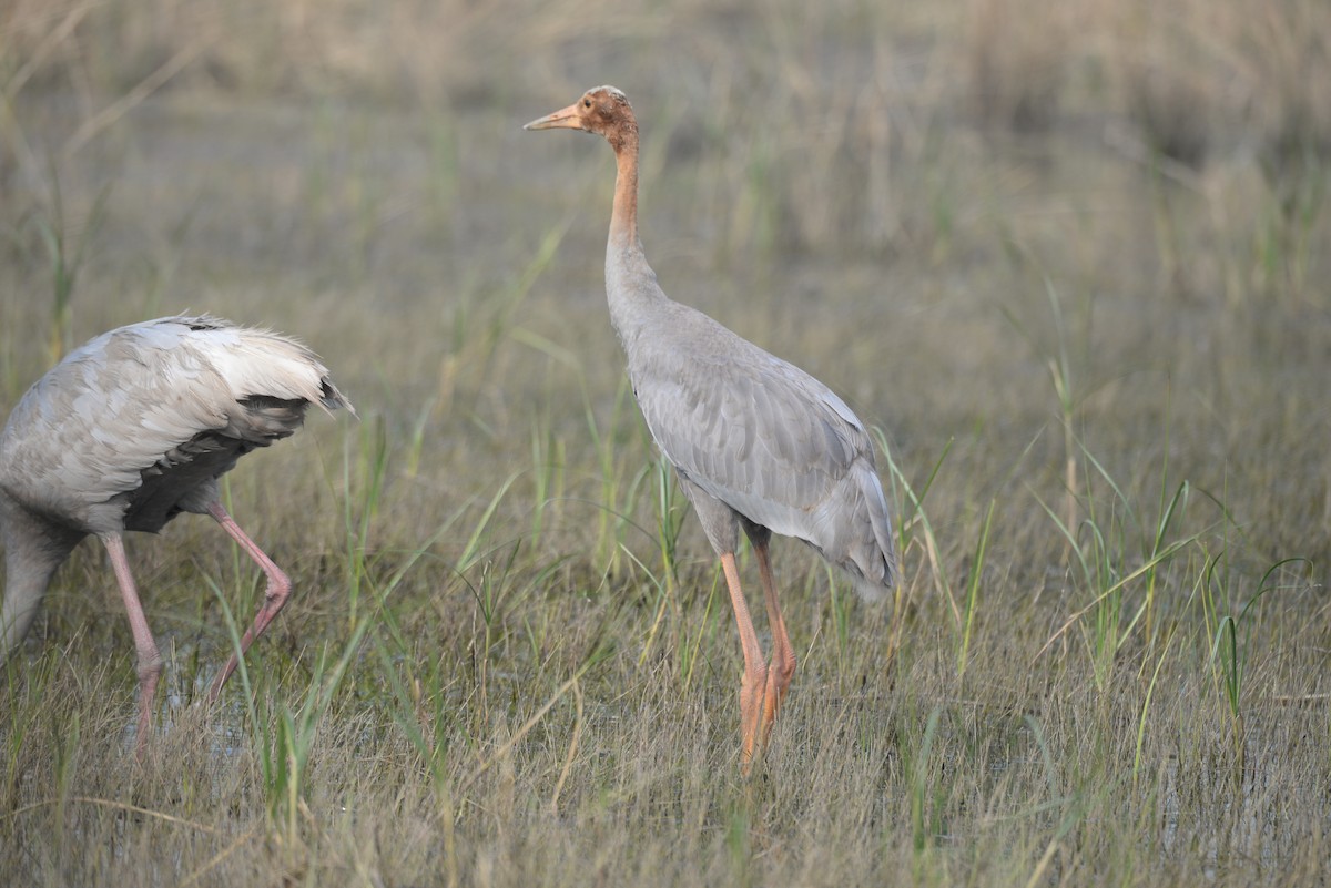 Sarus Crane - ML314099691