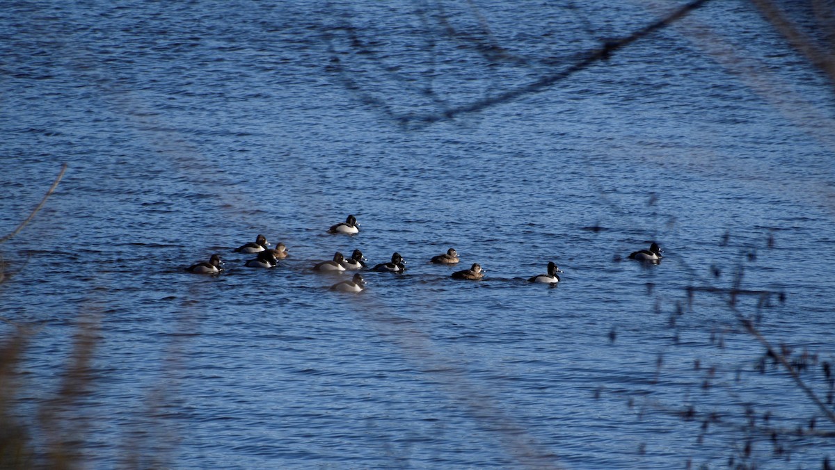 Ring-necked Duck - ML314101881