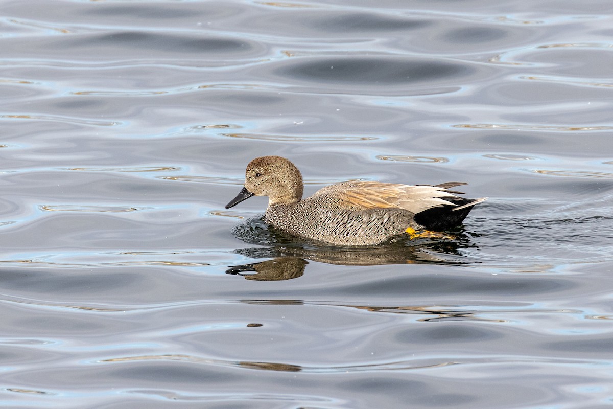 Gadwall - ML314104081